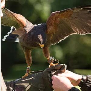 Falconry on Honeymoon