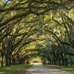 Wormsloe State Historic Site
