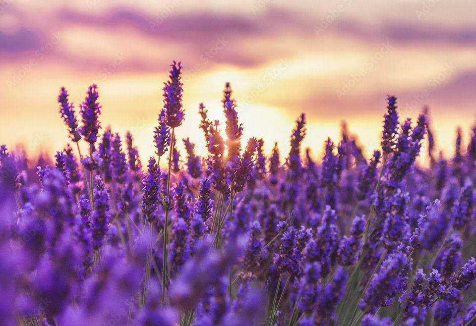 The Wedding Website of Amanda Roswick and Nicholas Pitcher