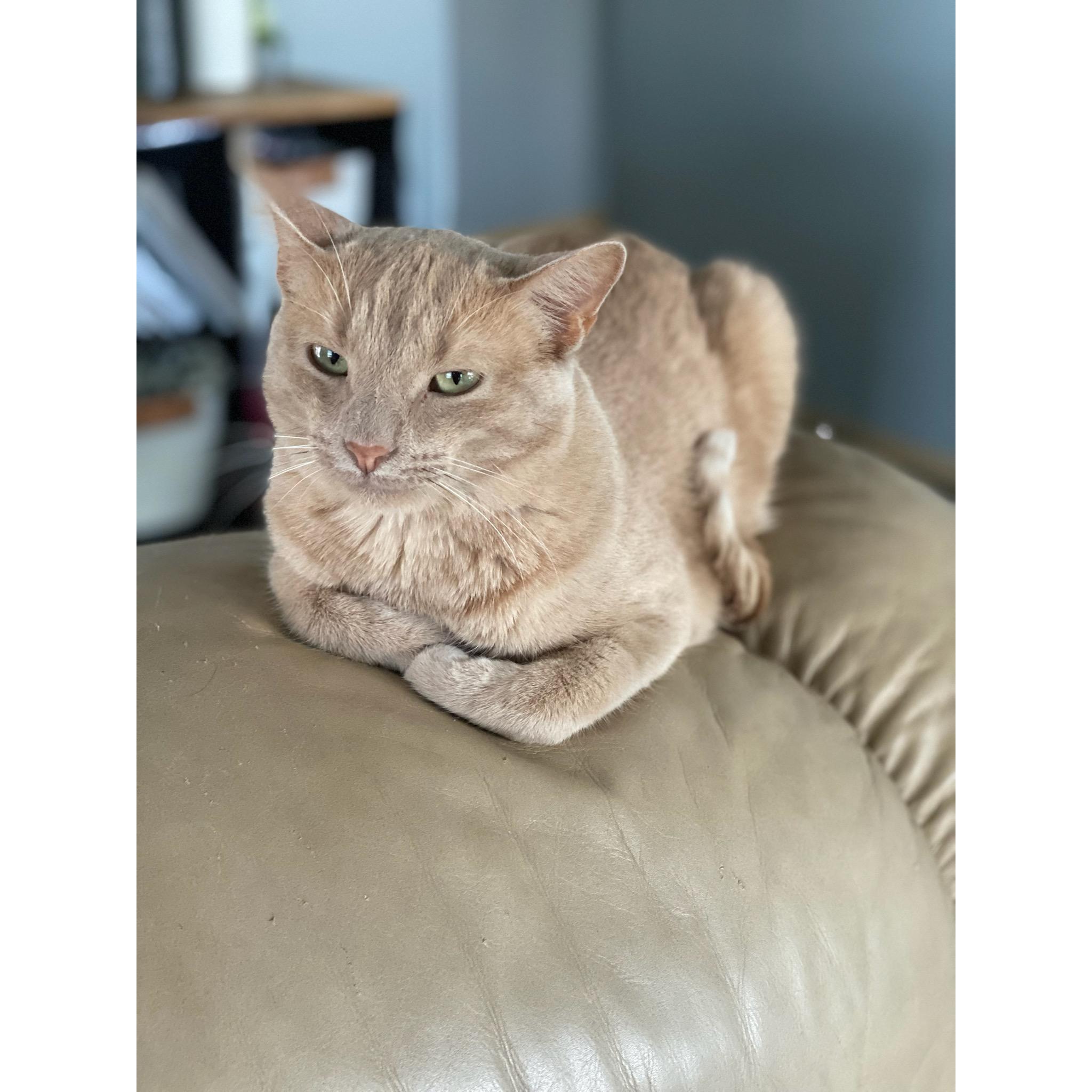 Bo