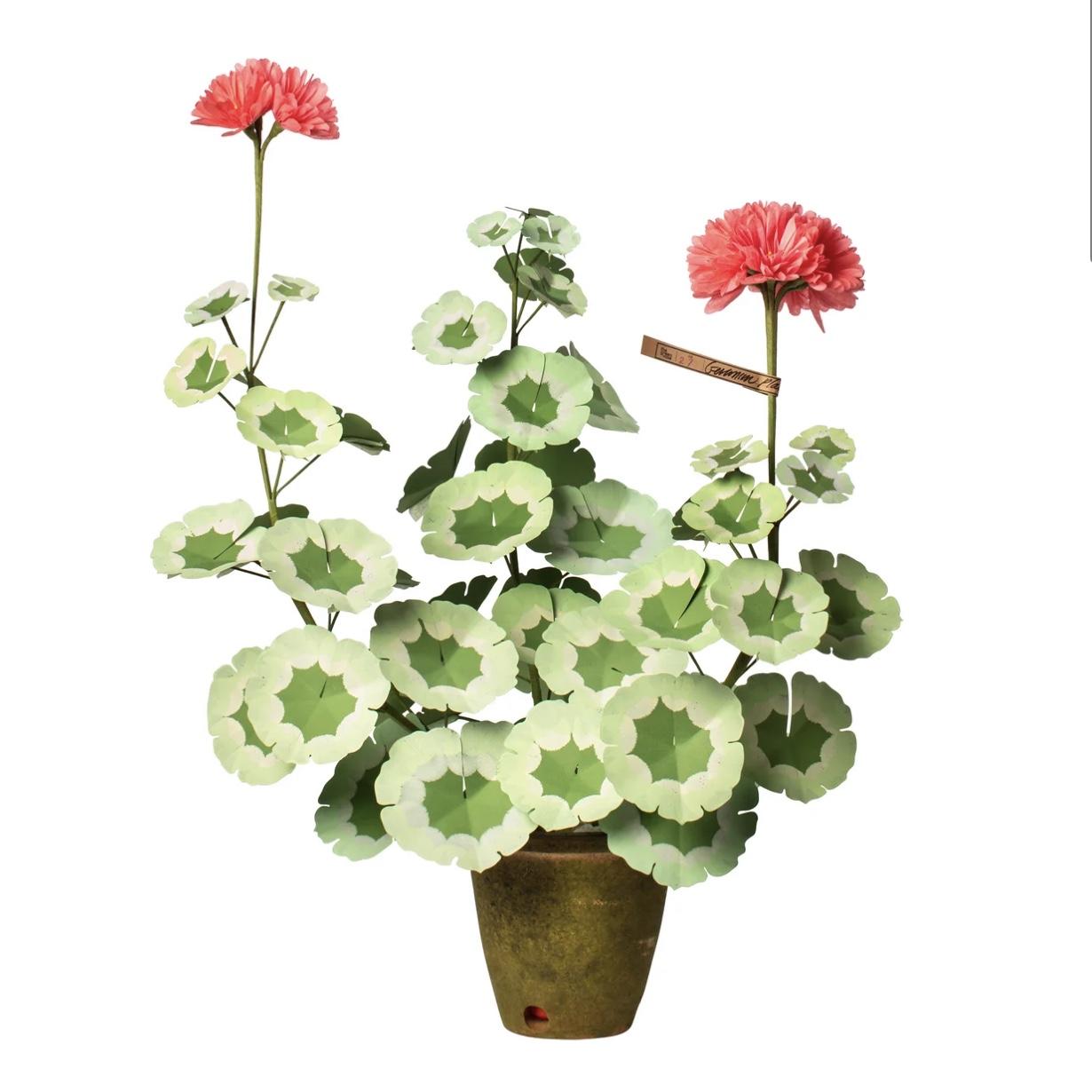 The Green Vase Geranium Plant