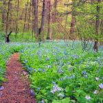 Bowman's Hill Wildflower Preserve