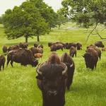 Woolaroc Museum & Wildlife Preserve