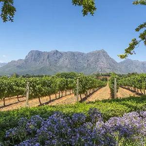 Honeymoon Winelands Tasting Experience