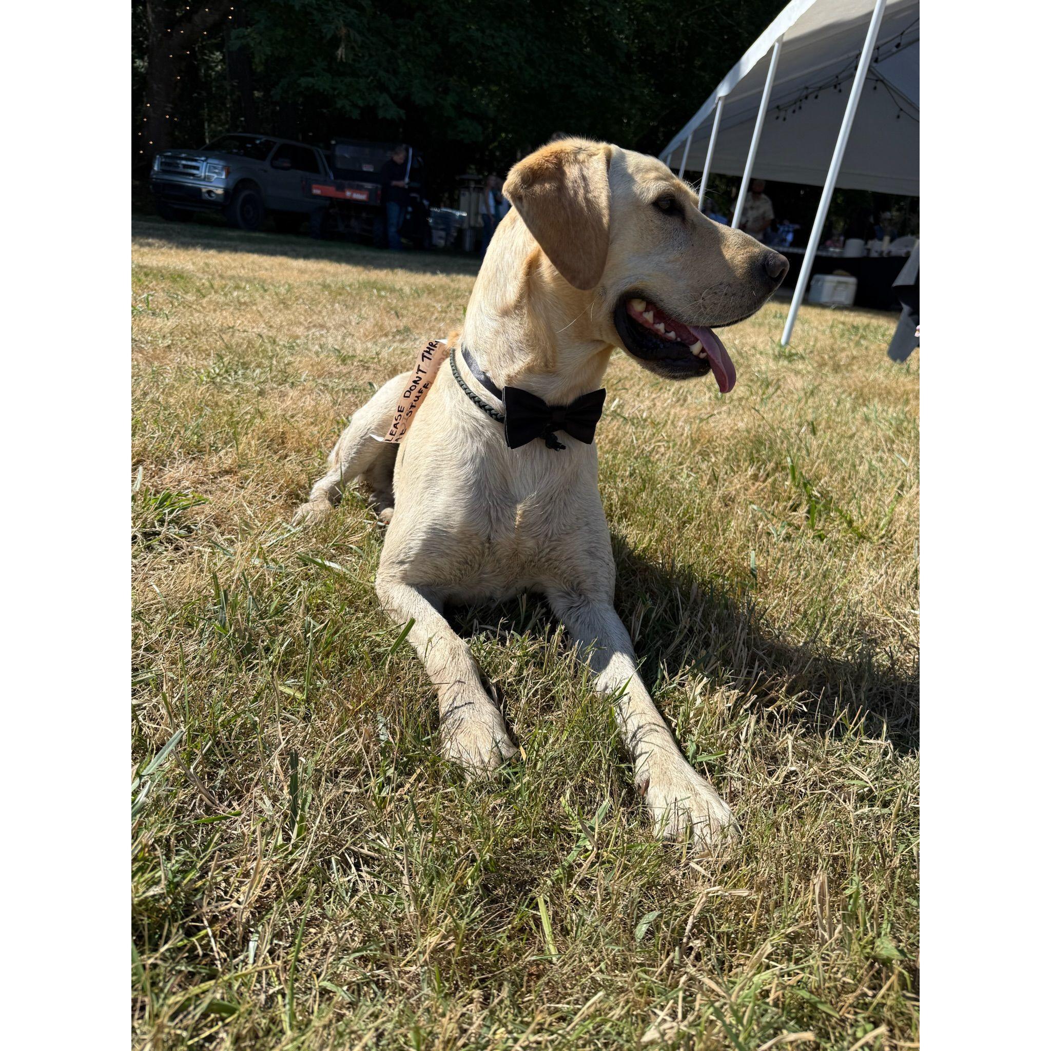 Remi dog excited for the guests to arrive