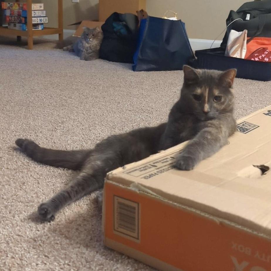 Sup bro!

You made it to the end of the pictures! Let’s get our humans married!!!