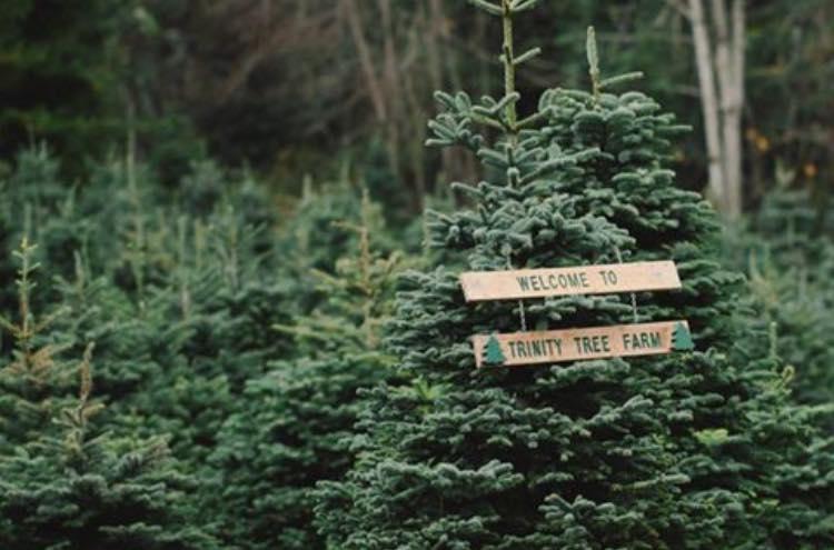 The Wedding Website of Deepa Balaraman and Colin Broderick