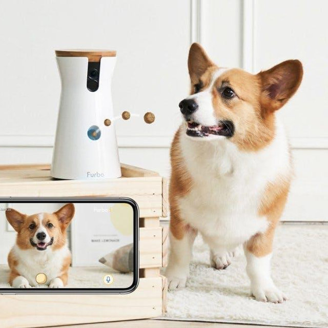 Cat Camera with Treat Dispenser (for Triscuit & Emmet!)