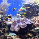 Waikiki Aquarium