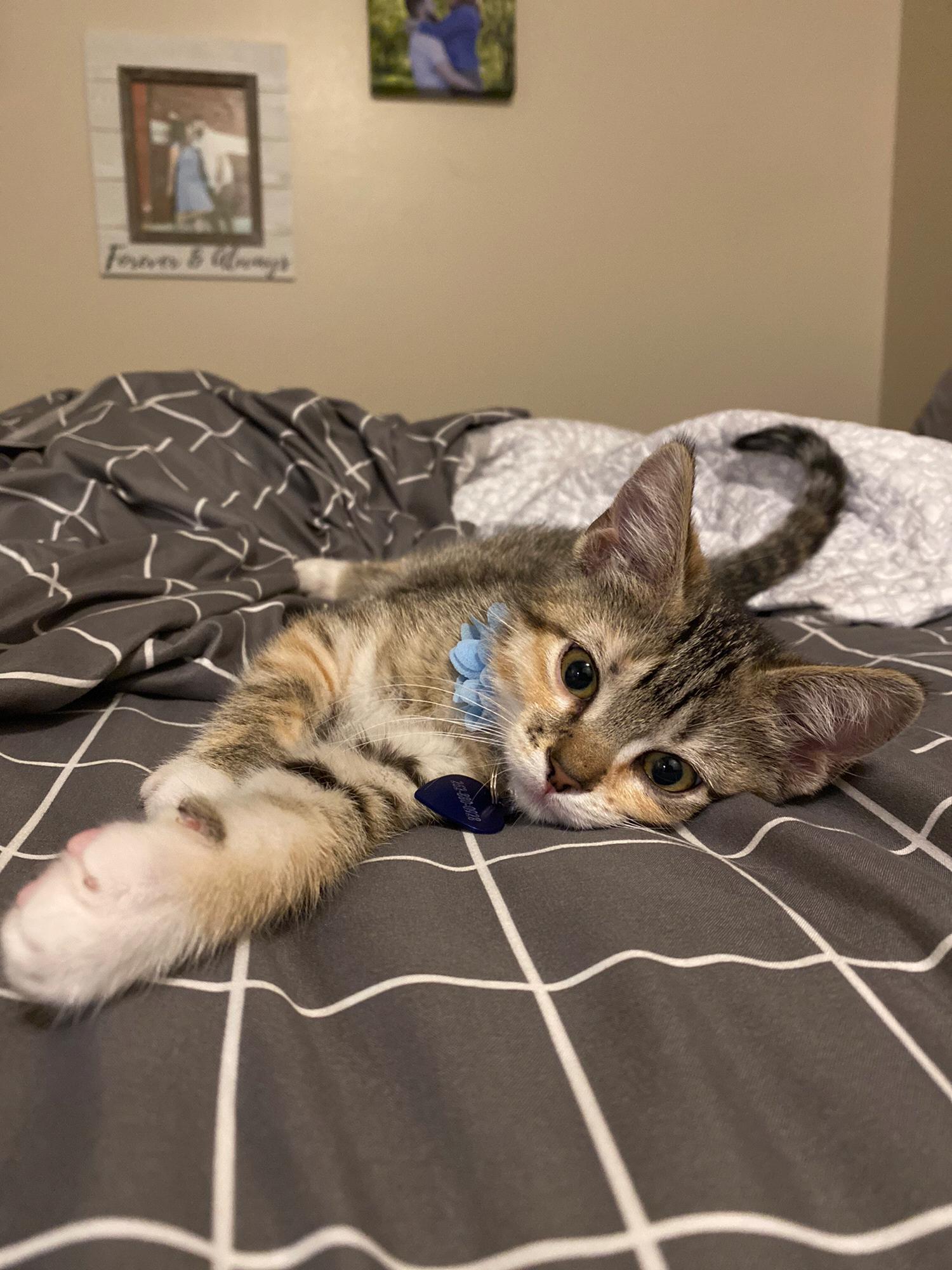 Our wonderful little kitten, Sushi, that we adopted in July 2020