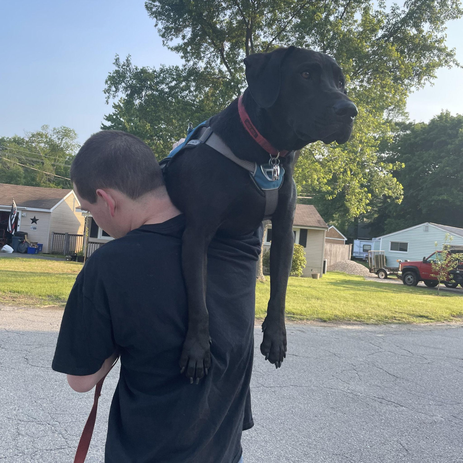 Robert had to pick Trip up because he saw a rabbit.