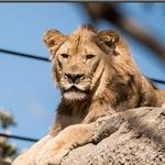 Omaha's Henry Doorly Zoo and Aquarium