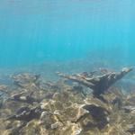 Tres Palmas Marine Reserve