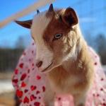 ROSE Therapeutic Farm & Goat Yoga