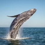 Whale Watching Tour