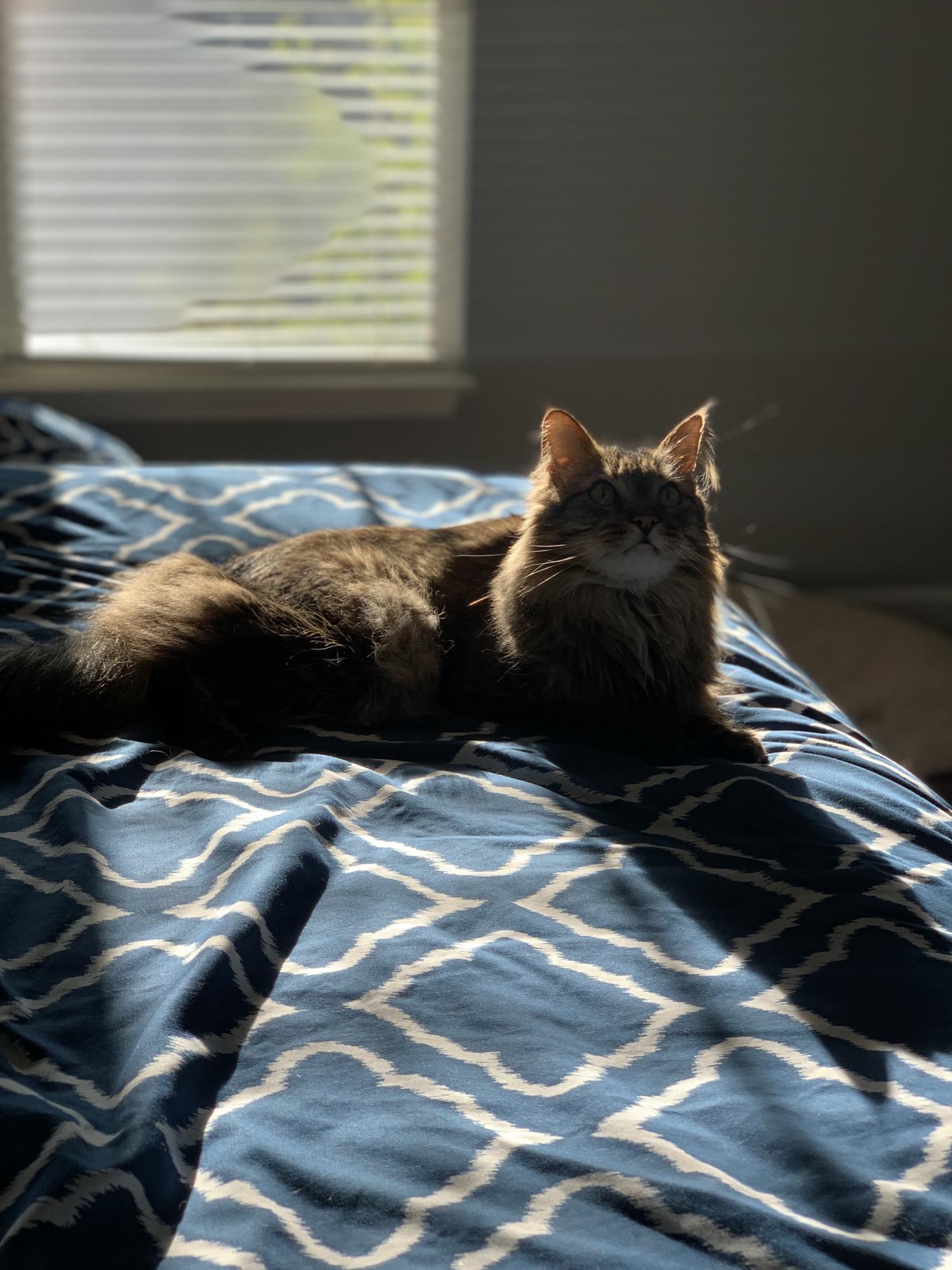 Midas doing what he does best - lounging in the sun!
