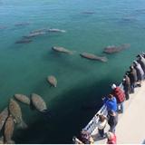 Manatee Lagoon