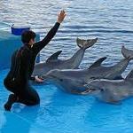 Dolphins