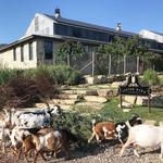 Jester King -- Brewery, Kitchen, Farm & Event Hall