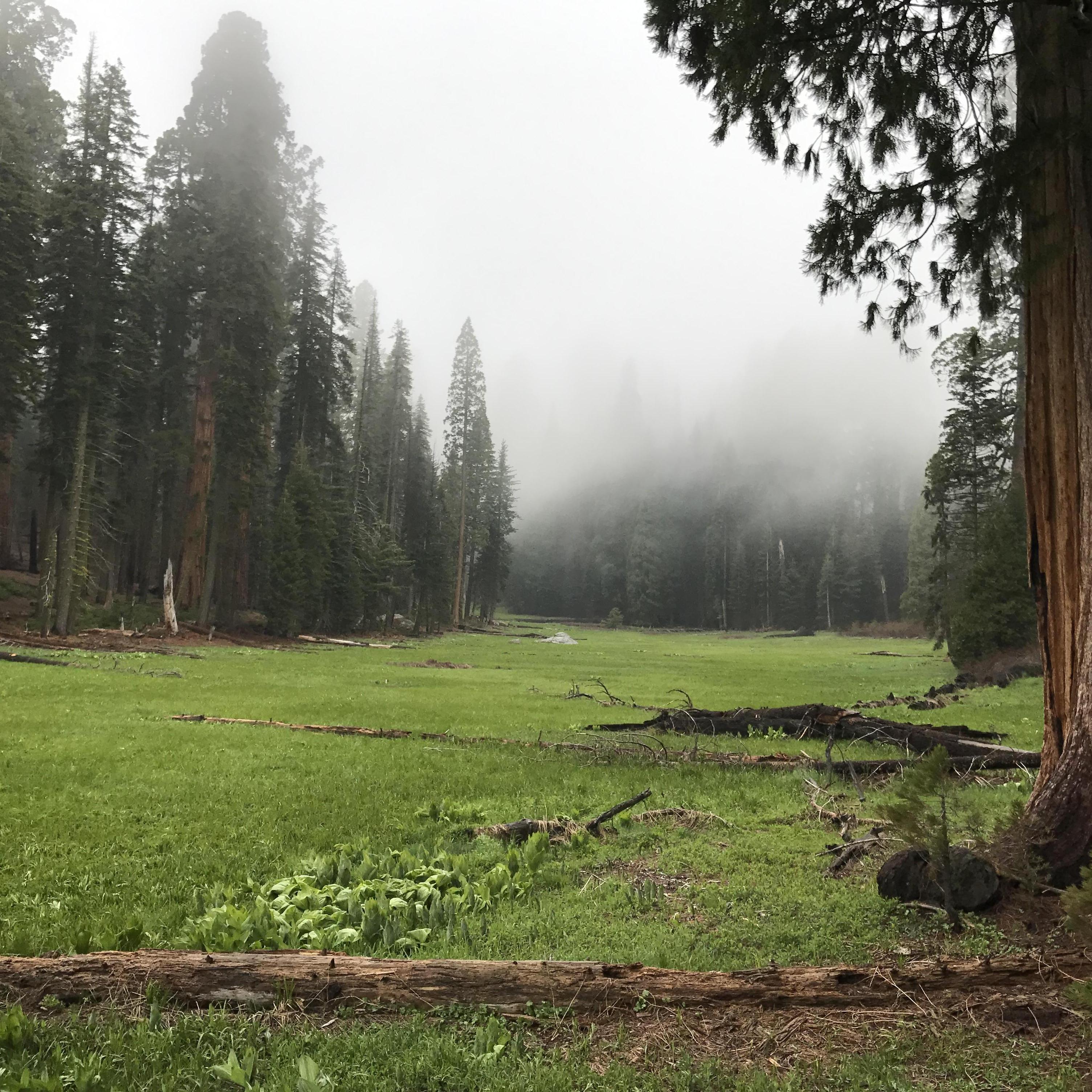 Sequoia National Park, CA