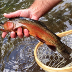 Gore Creek
