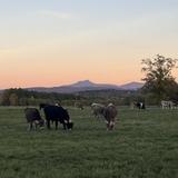 Shelburne Farms