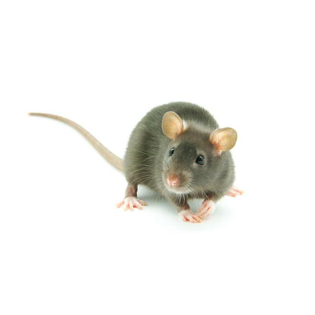 Rat (Rattus norvegicus)