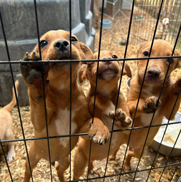 Save The Puppies Fund!