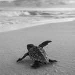 Loggerhead Marinelife Center