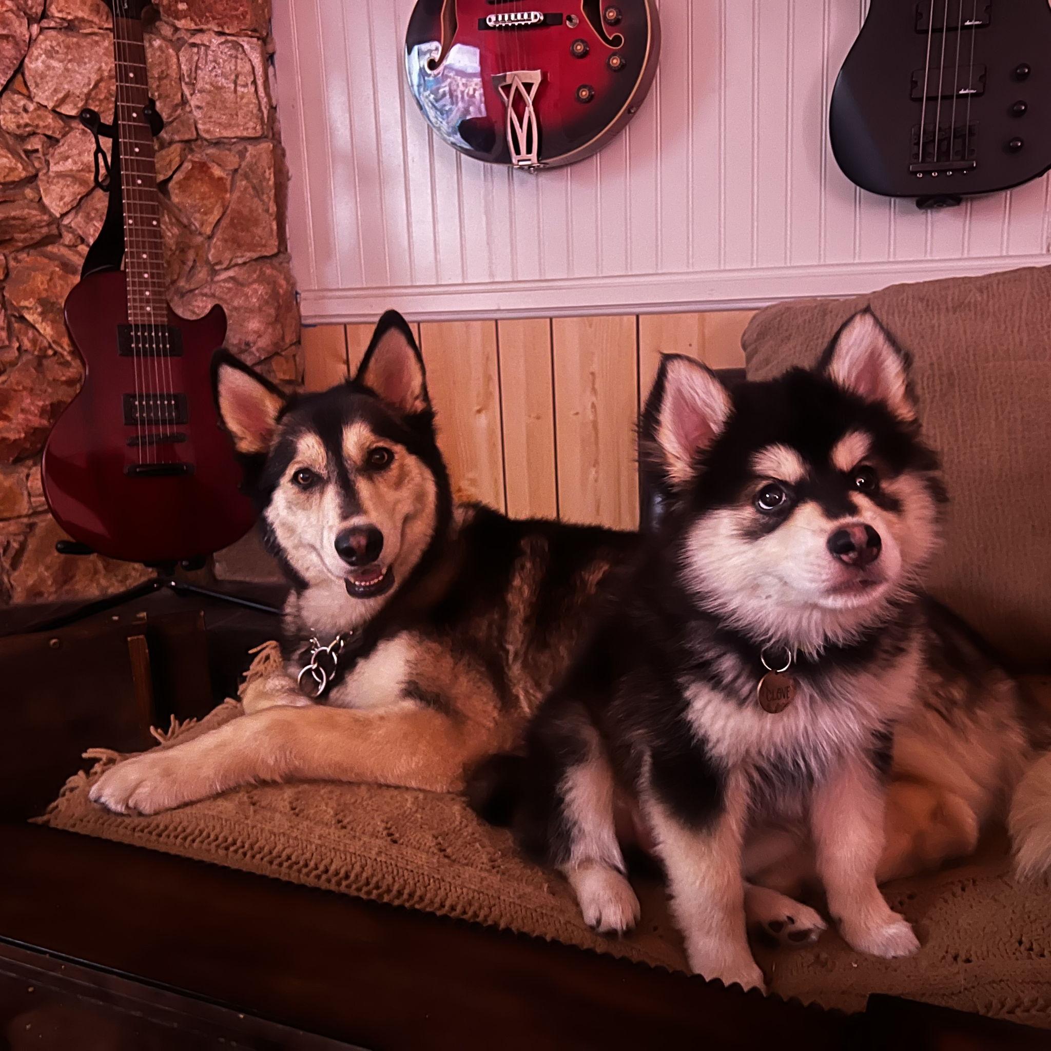 Clove is slowly growing into her fur