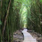 Bamboo Forest Hike