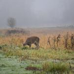 Ridgefield National Wildlife Refuge