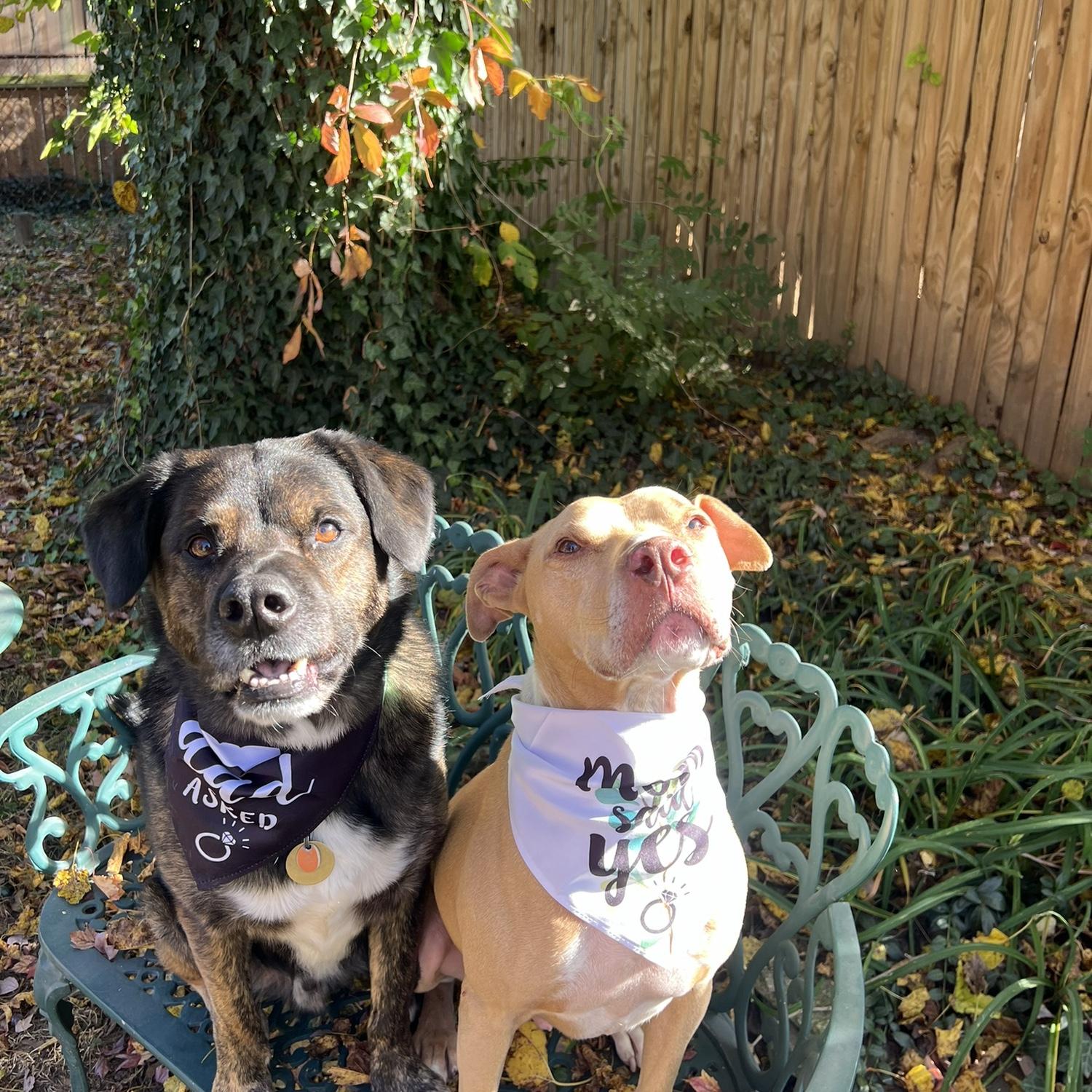 The pups celebrating our engagement!