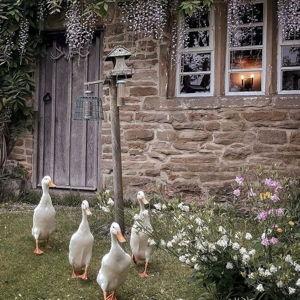 Runner Ducks