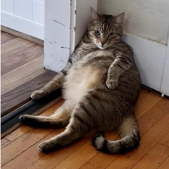 El gordo, gordito, el tigre del este, Ziggybertos, jamon, puercocito, bebé de mamá.