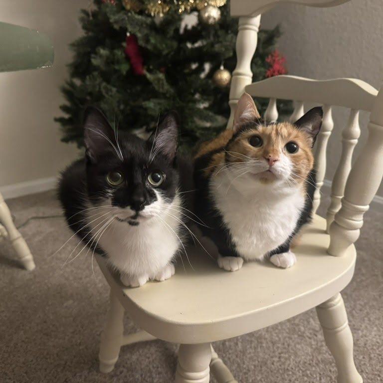 Our babies and the Christmas tree!