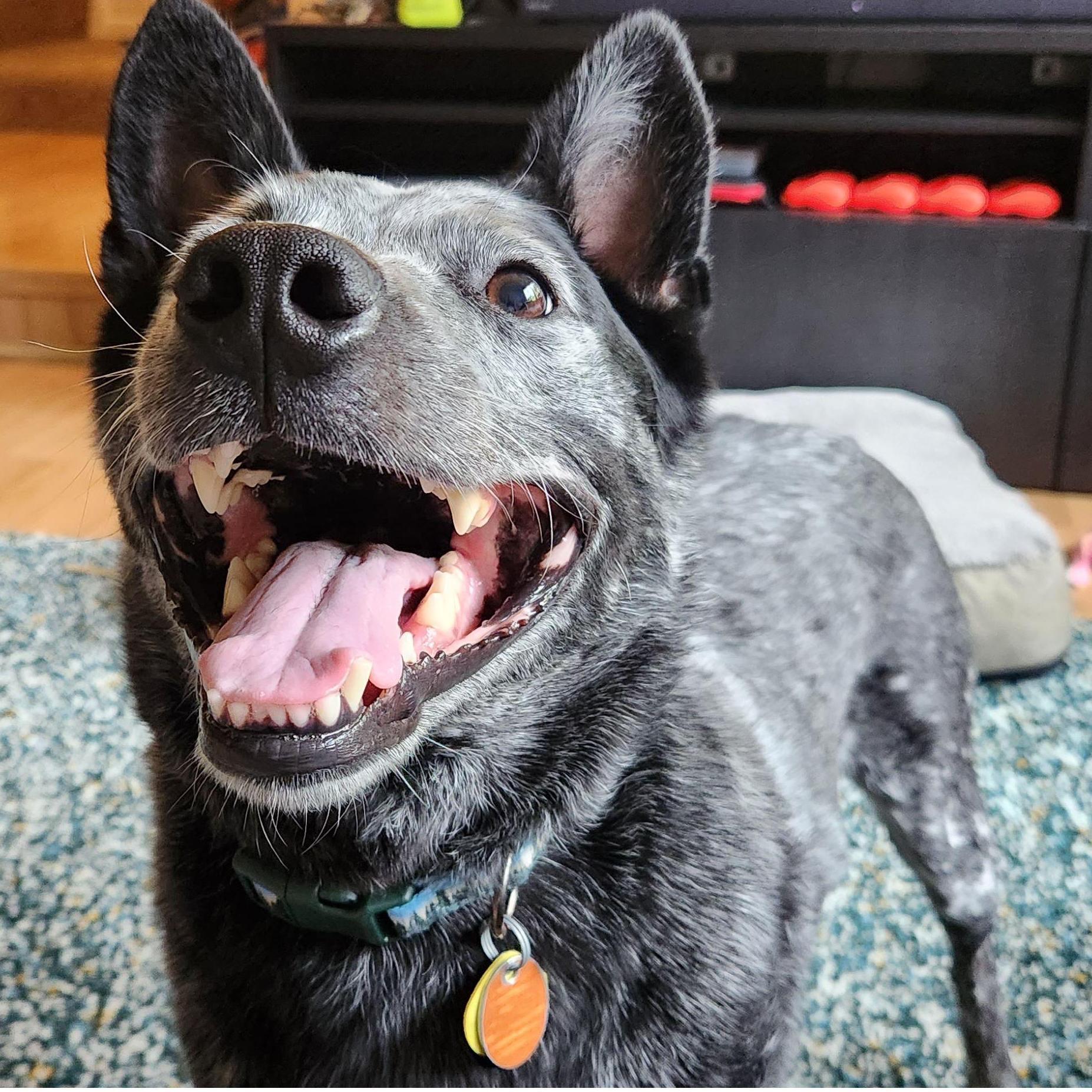 Bucky boy and his wild smile