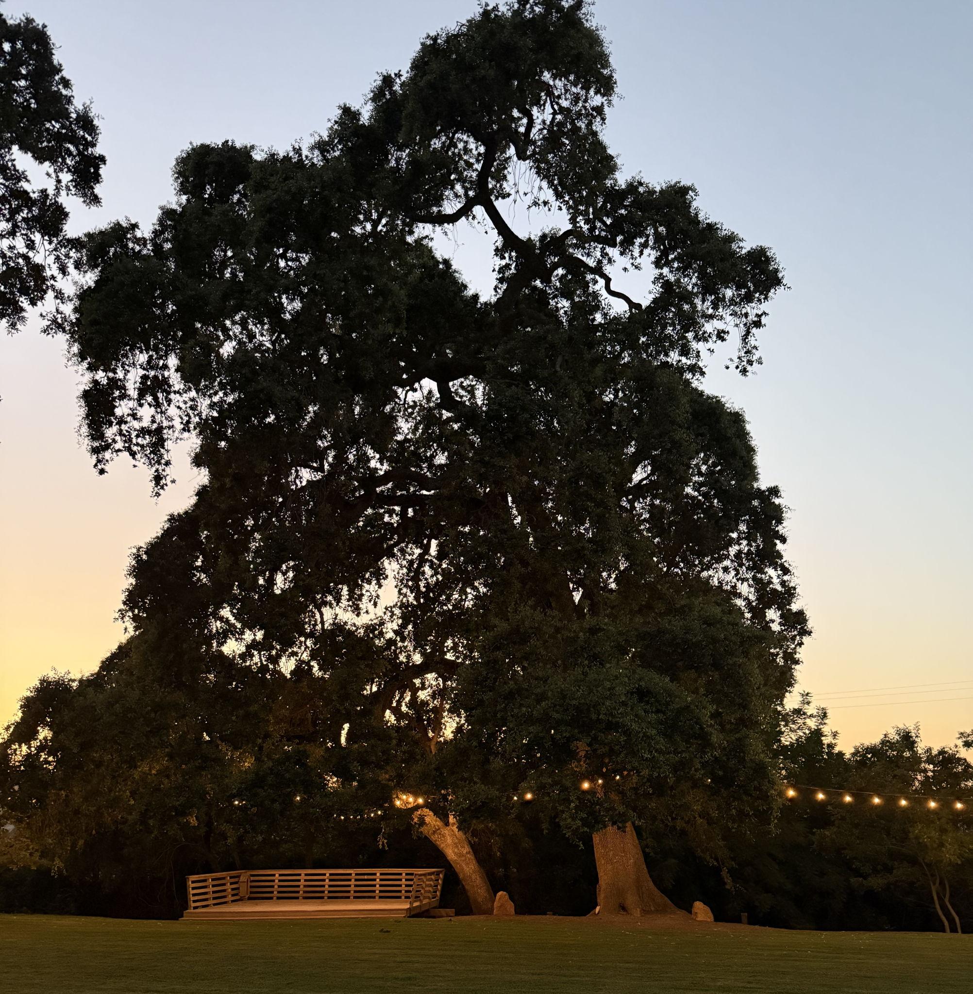 The Wedding Website of Elenia Lin and Adam Van Prooyen