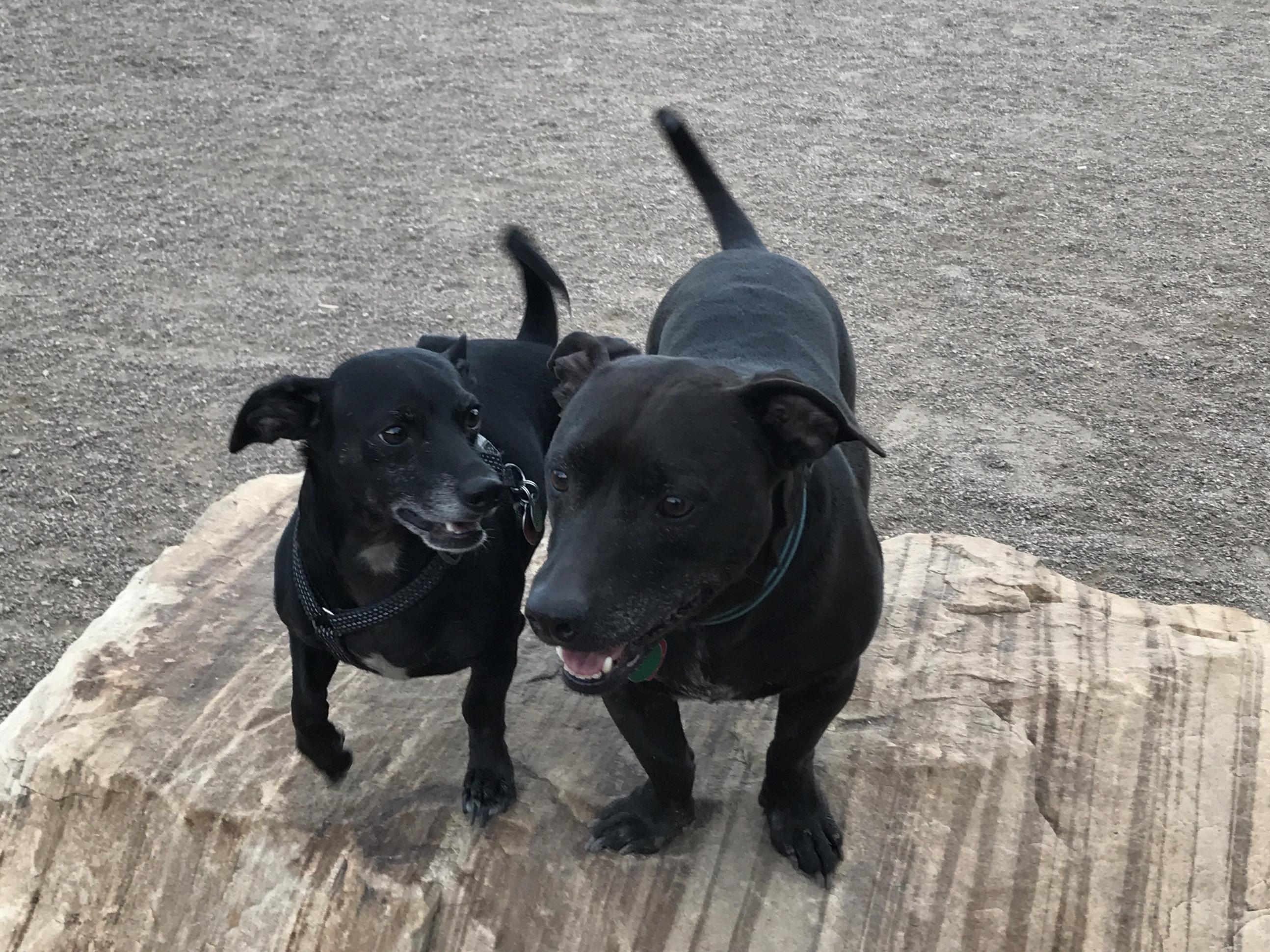 Pet Care for Max and Junior