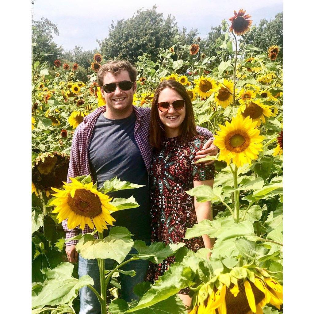 Sunflowers in Buffalo!