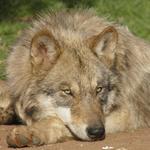 California Wolf Center