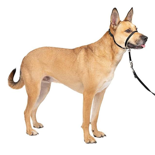 PetSafe Gentle Leader Headcollar, No-Pull Dog Collar – Perfect for Leash & Harness Training