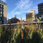 The High Line
