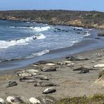 Elephant Seal Vista Point