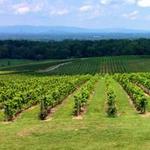 Yadkin Valley
