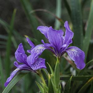 Douglas Iris (2)
