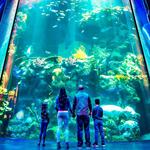 Wonders Of Wildlife National Museum & Aquarium