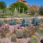 Desert Botanical Garden