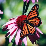 Butterfly Wonderland