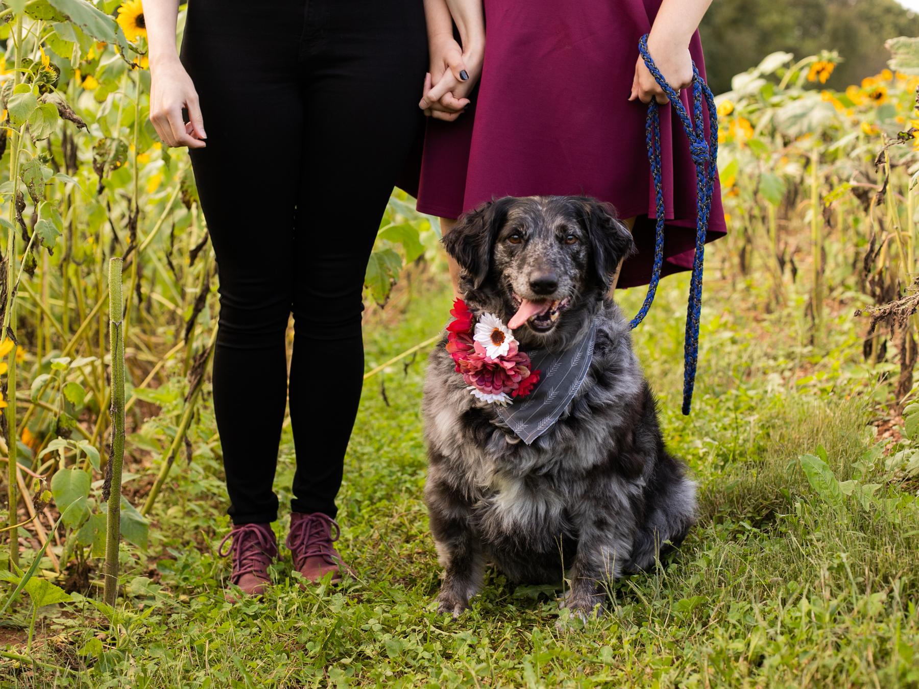 The Wedding Website of Alyssa Pravetz and Samantha Balazs